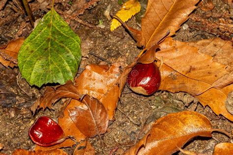 Châtaignes à L intérieur De La Gaine épicée Qui La Recouvre Fruits