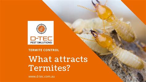 Termite Control Brisbane What Attracts Termites White Ants Youtube