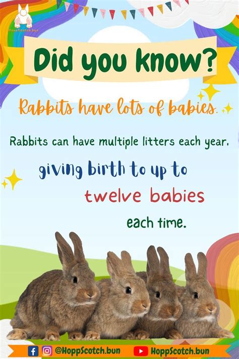 Rabbits Have Lots of Babies, How Many Babies Do Rabbits Have in 2022