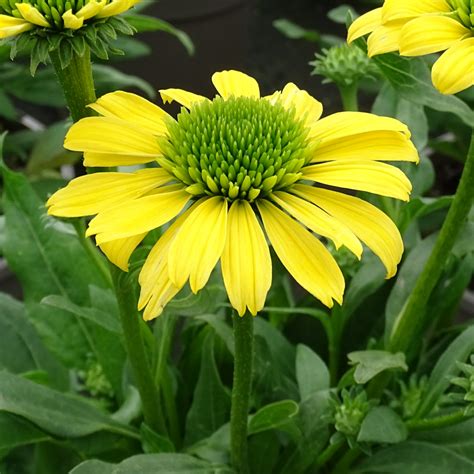 Echinacea Sunny Days Lemon L Golden Valley Plants