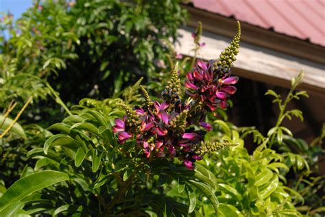 Callerya Reticulata Evergreen Wisteria North Carolina Extension Gardener Plant Toolbox