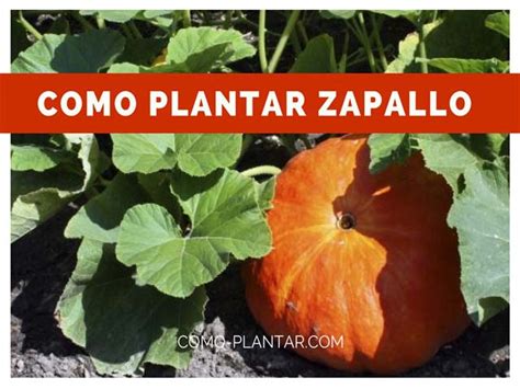 Cómo sembrar calabazas consejos y técnicas para un cultivo exitoso