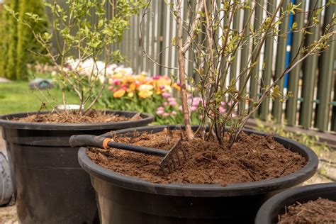 Fortsetzen Hartnäckig Vergeltung heidelbeeren mit kaffee düngen