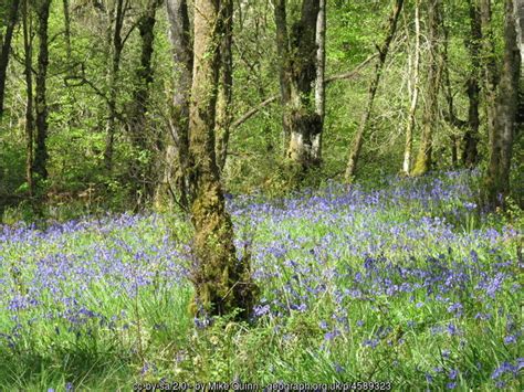 Bluebells In Wardrew Wood Mike Quinn Geograph Britain And Ireland