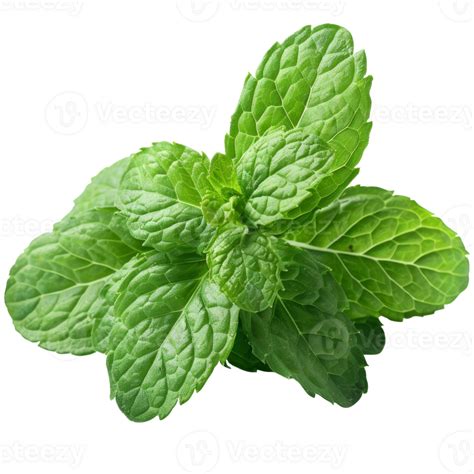 Mint Leaves Transparent Background 45729058 Png