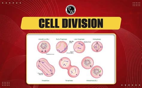 Cell Division Definition Types Functions Significance