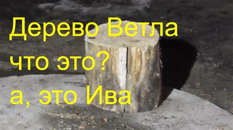 Дерево Ветла, что это?, а это Ива! - YouTube