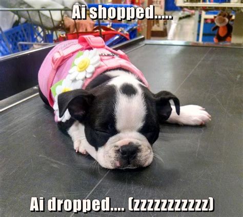 Ai Shopped Ai Dropped Zzzzzzzzzzz I Has A Hotdog Dog