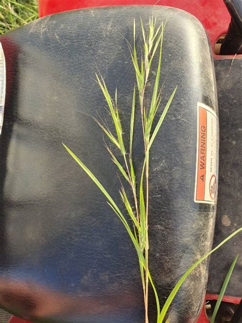 Pasture Grass Identification Farmstyle Australia