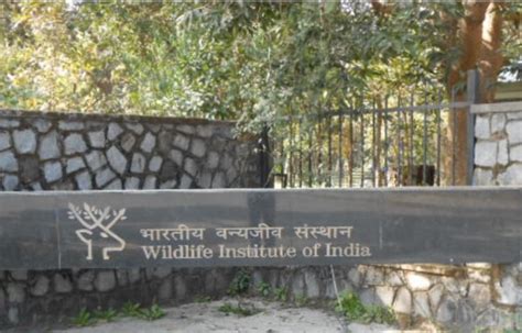 Wildlife Institute Of India Is Ascertaining The Number Of Fireflies