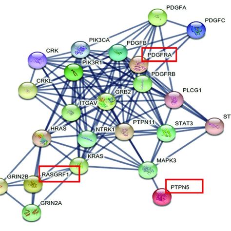 The Protein Protein Interaction Network The Genes With Red Squares