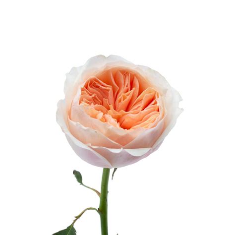 David Austin Juliet Roses Garden Roses Direct