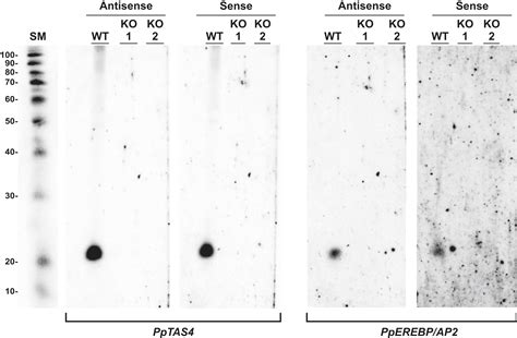 Transcriptional Control Of Gene Expression By Micrornas Cell