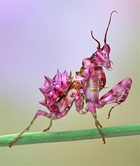 Orchid Praying Mantis Beautiful Bugs Orchid Mantis Insects