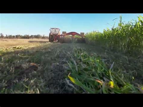 Cutting Sorghum YouTube