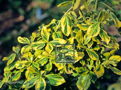 Euonymus Fortunei Gold Tip Bund Deutscher Baumschulen BdB E V