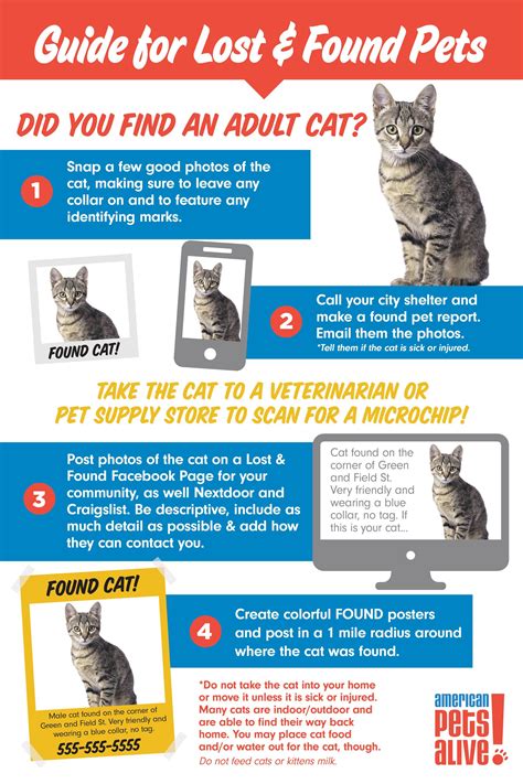 Guide for Lost & Found Pets | Lost cat, Find pets, Found cat