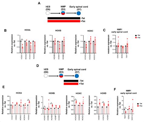 Posterior Axial Identity Acquisition By Neuromesodermal Progenitor