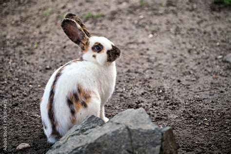 Hauskaninchen Rheinische Schecke Oryctolagus Cuniculus Forma