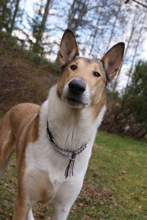 Smooth Collie - Alchetron, The Free Social Encyclopedia