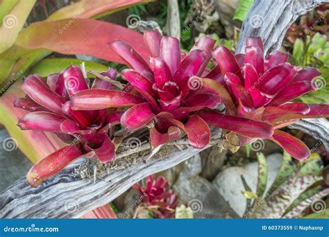 The Beautiful Colorful Of Bromeliad Flower Stock Image Image Of