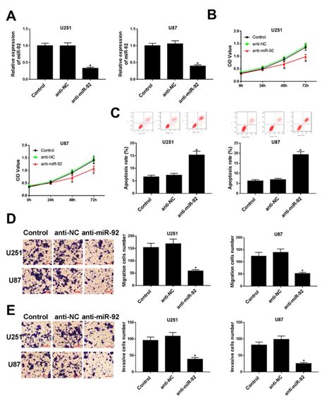 Mir 92 Regulates The Proliferation Migration Invasion And Apoptosis