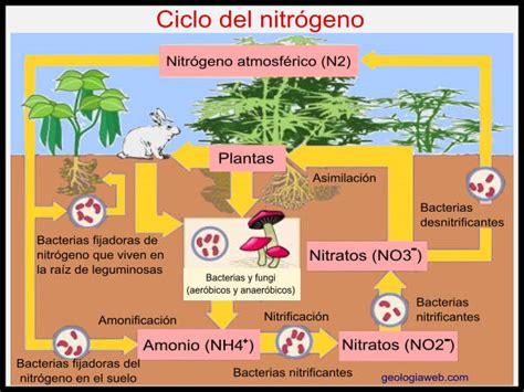 Ciclo Del Nitr Geno Etapas Funciones E Importancia