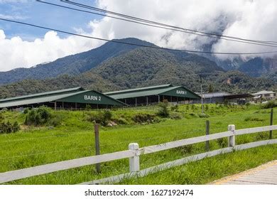 9 Hundred Cattle Farm Sabah Royalty Free Images Stock Photos