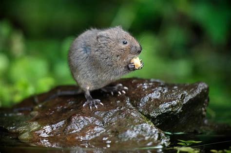 Found baby vole : r/voles