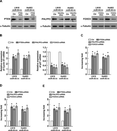 Suppression Of Phlpp Foxo And Pten By Mir Is Essential For