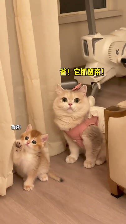 薄荷猫猫甜不甜】当仙女小猫开始带娃薄荷猫猫 仙女猫 治愈系猫咪 Youtube