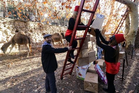 El Campamento Real De Alcoy Ya Tiene Todo Preparado Para La Llegada De