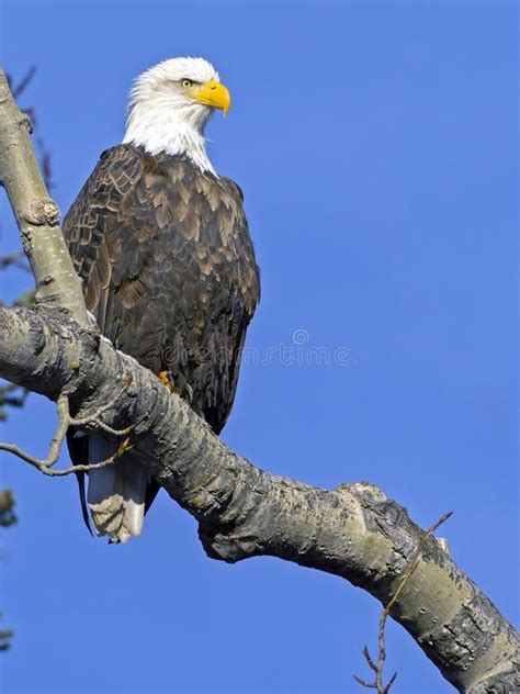 American Bald Eagle In A Tree Stock Photo Image Of Blue Looking