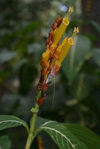 Sanchezia Parvibracteata Freshwater Ck Cairns QLD 01 0 Flickr