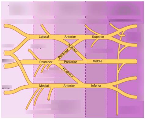 Schematic Showing Branches Of Brachial Plexus Diagram Quizlet