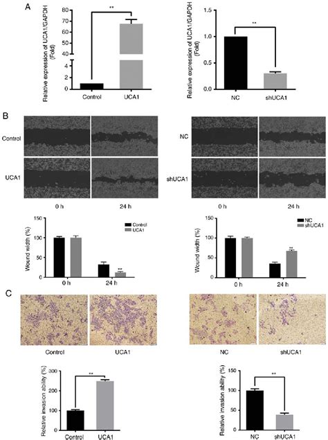 Figure From Long Non Coding Rna Urothelial Cancer Associated Can