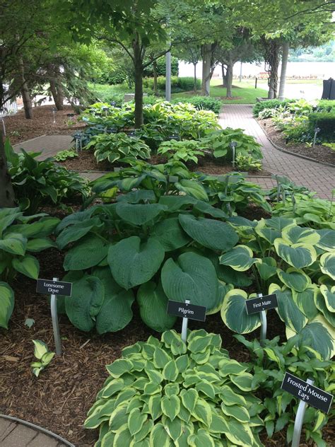 Beautiful Hosta Garden Hosta Plants Hostas Perennials Garden Yard