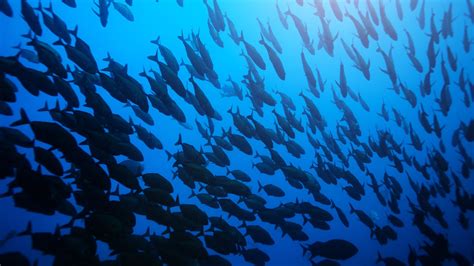 La Ola De Calor Marina En Aguas Del Atl Ntico Norte Perjudica A Los Peces