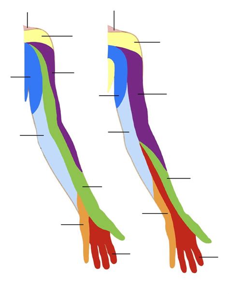 Upper Limb Dermatomes Diagram Quizlet