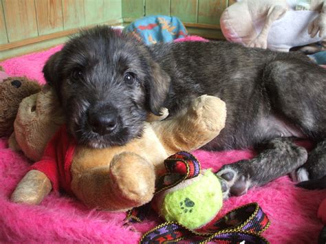 The 25+ best Irish wolfhound puppies ideas on Pinterest