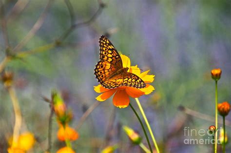 Butterfly Heaven Photograph By Byron Varvarigos Fine Art America