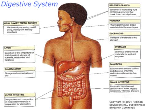 Microanatomy Of The Gi Tract Flashcards Quizlet