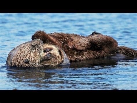 Playful Sea Otter Babies in the Pacific Ocean: Video - YouTube Ryan M. Bolton - tis is money