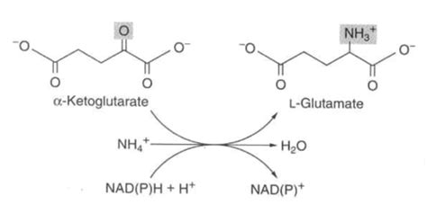 Amino Acid Synthesis Flashcards | Quizlet