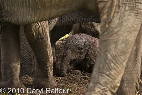 Elephant Birth - after 25 years! - The Home of Daryl & Sharna Balfour ...