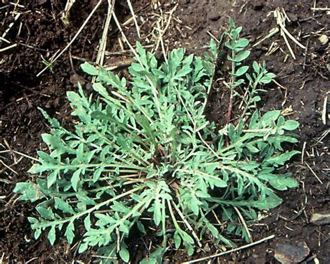 Control Spotted Knapweed Organically — Landganics