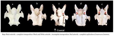 Animals Free Full Text Characterization And Association Of The