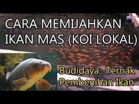 Cara Memijahkan Ikan Mas Koi Secara Alami Lengkap Step By Step