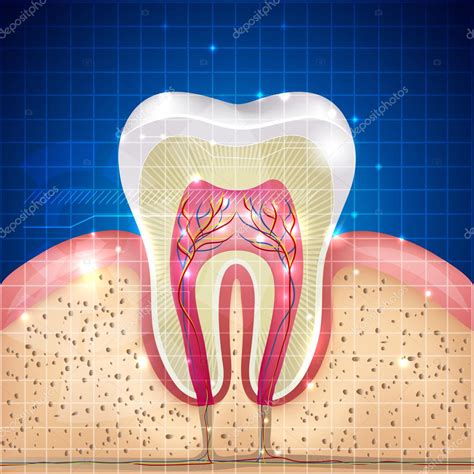 Hermosa Ilustración De Sección Transversal Del Diente Stock Vector By