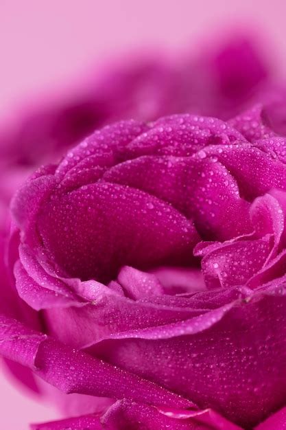 Premium Photo Pink Rose Flowers Background Roses Background Pink